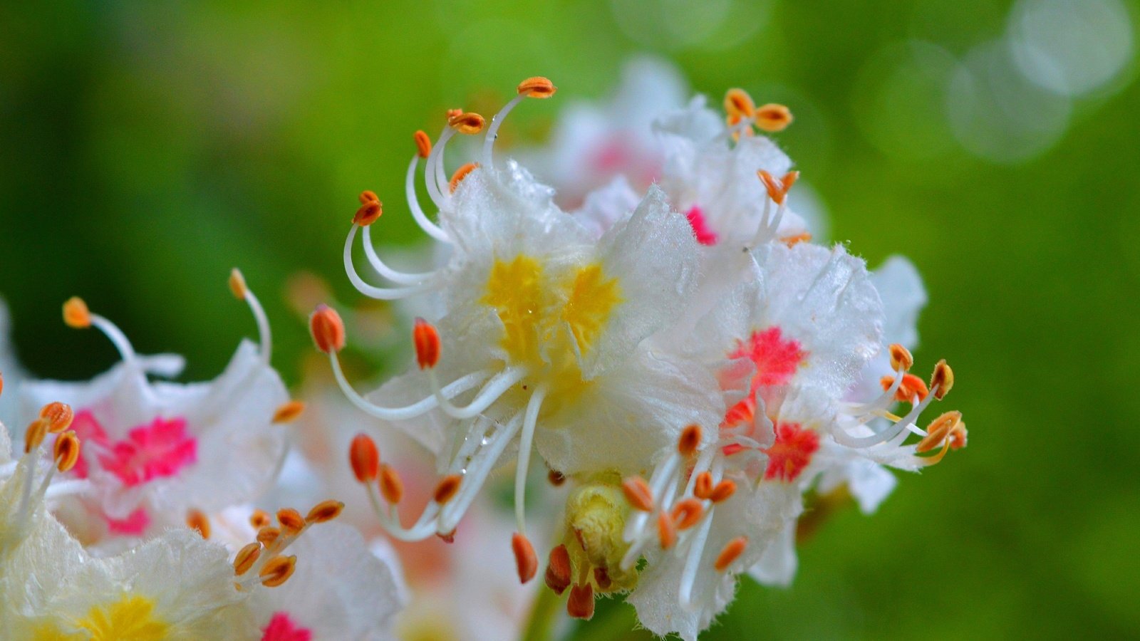 Обои цветы, цветение, капли, весна, каштан, flowers, flowering, drops, spring, chestnut разрешение 3000x1855 Загрузить