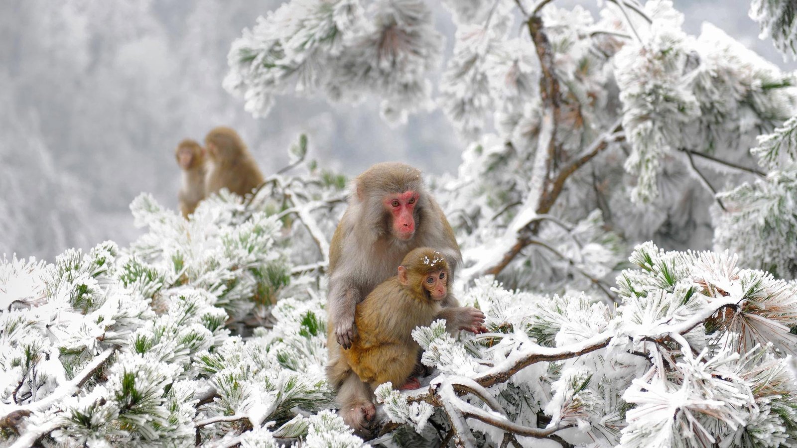 Обои деревья, снежные обезьяны, снег, зима, китай, макаки, заповедник, обезьяны, японский макак, trees, snow monkeys, snow, winter, china, macaques, reserve, monkey, japanese macaques разрешение 1920x1080 Загрузить