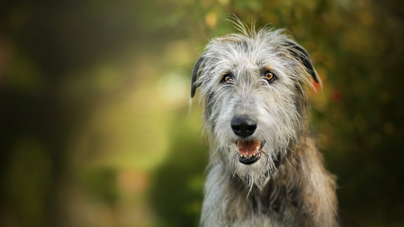 Обои собака, боке, ирландский волкодав, dackelpuppy, igraine, dog, bokeh, the irish wolfhound разрешение 2048x1310 Загрузить