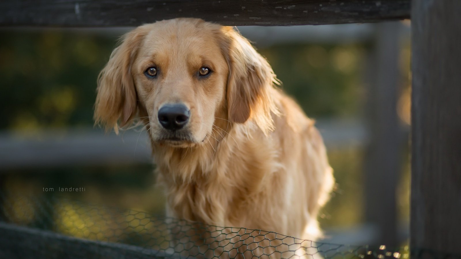 Обои глаза, морда, взгляд, собака, друг, золотистый ретривер, eyes, face, look, dog, each, golden retriever разрешение 1920x1280 Загрузить