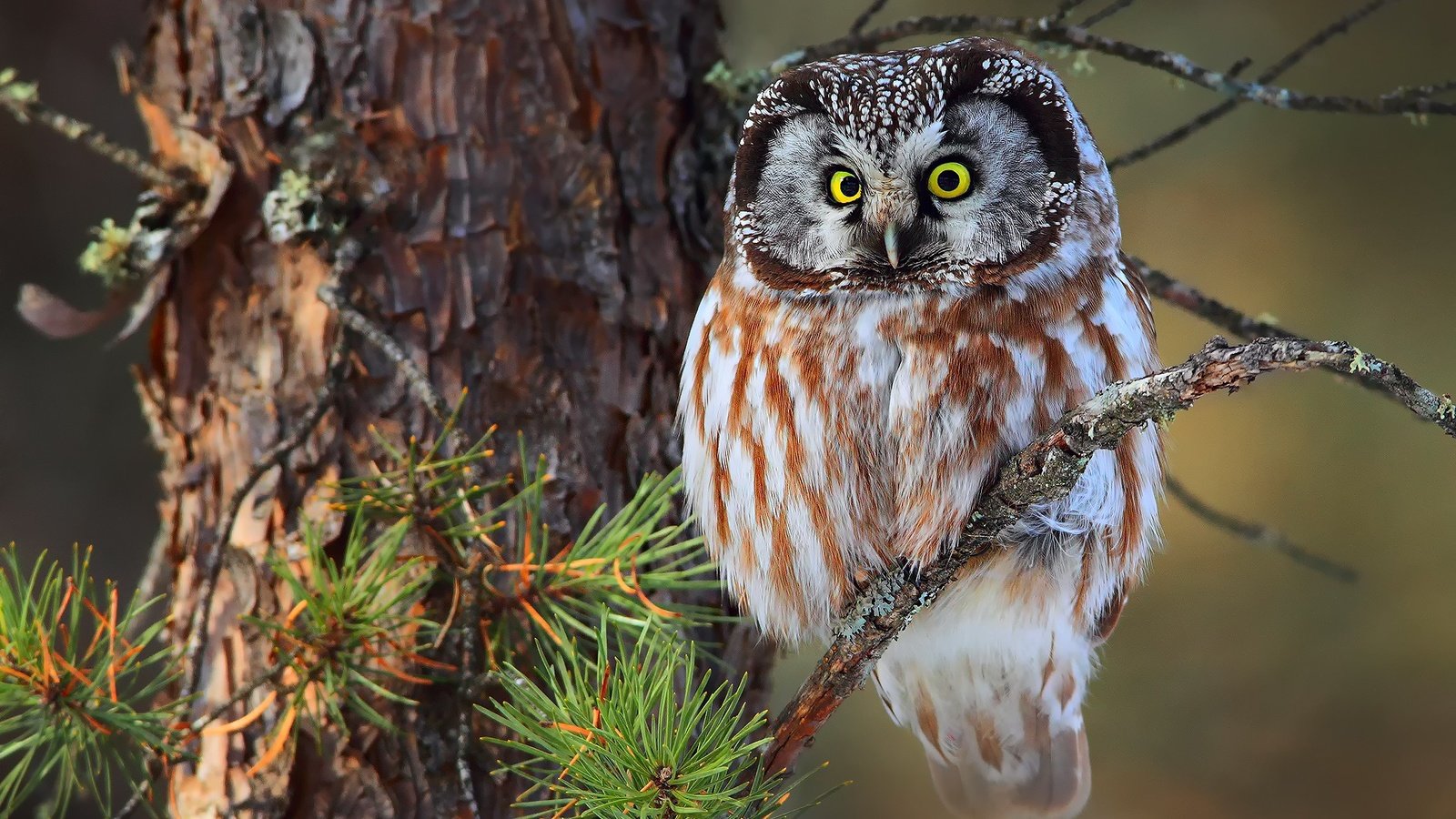 Обои сова, ветка, сидит, птица, ель, на, зеленоглазая, owl, branch, sitting, bird, spruce, on, green-eyed разрешение 2048x1365 Загрузить