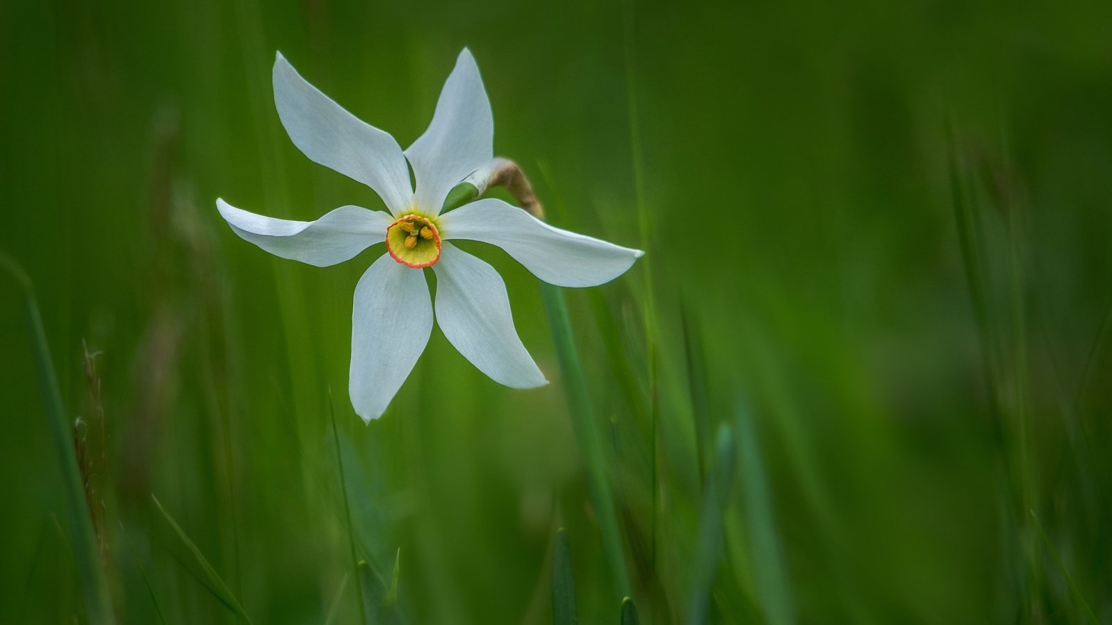 Обои трава, природа, зелень, лепестки, стебель, нарцисс, боке, grass, nature, greens, petals, stem, narcissus, bokeh разрешение 2500x1618 Загрузить