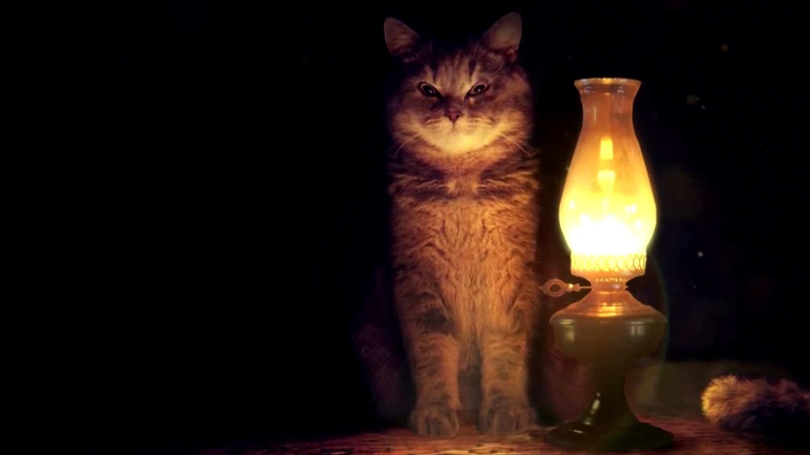 Обои свет, фон, кот, кошка, взгляд, лампа, light, background, cat, look, lamp разрешение 1920x1080 Загрузить