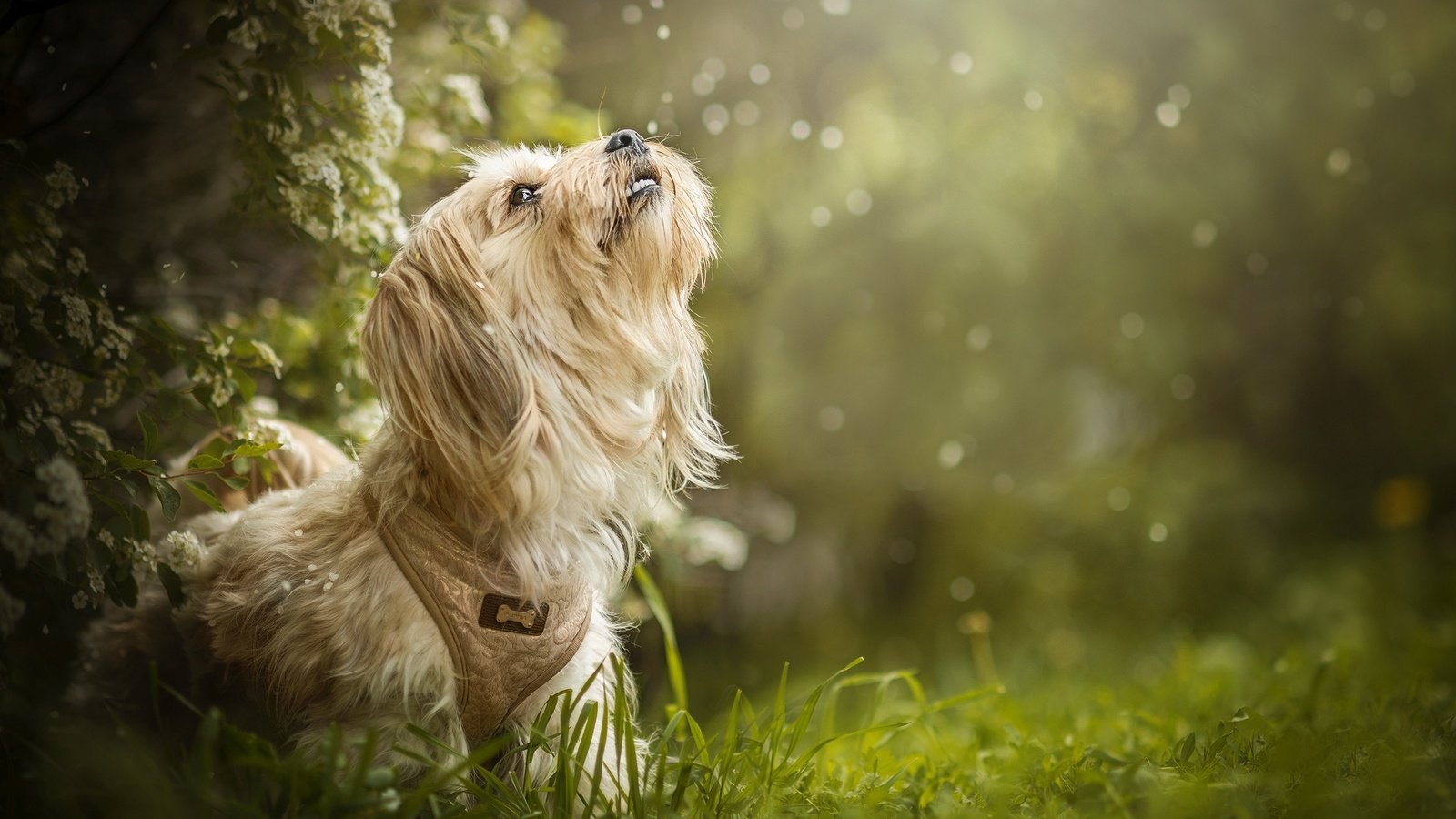 Обои трава, цветение, собака, боке, dackelpuppy, maggie, grass, flowering, dog, bokeh разрешение 2048x1353 Загрузить