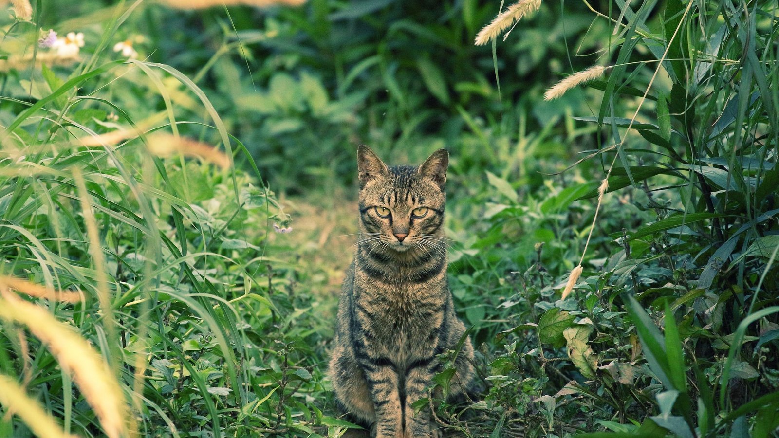 Обои глаза, трава, фон, кот, усы, кошка, взгляд, eyes, grass, background, cat, mustache, look разрешение 2048x1365 Загрузить