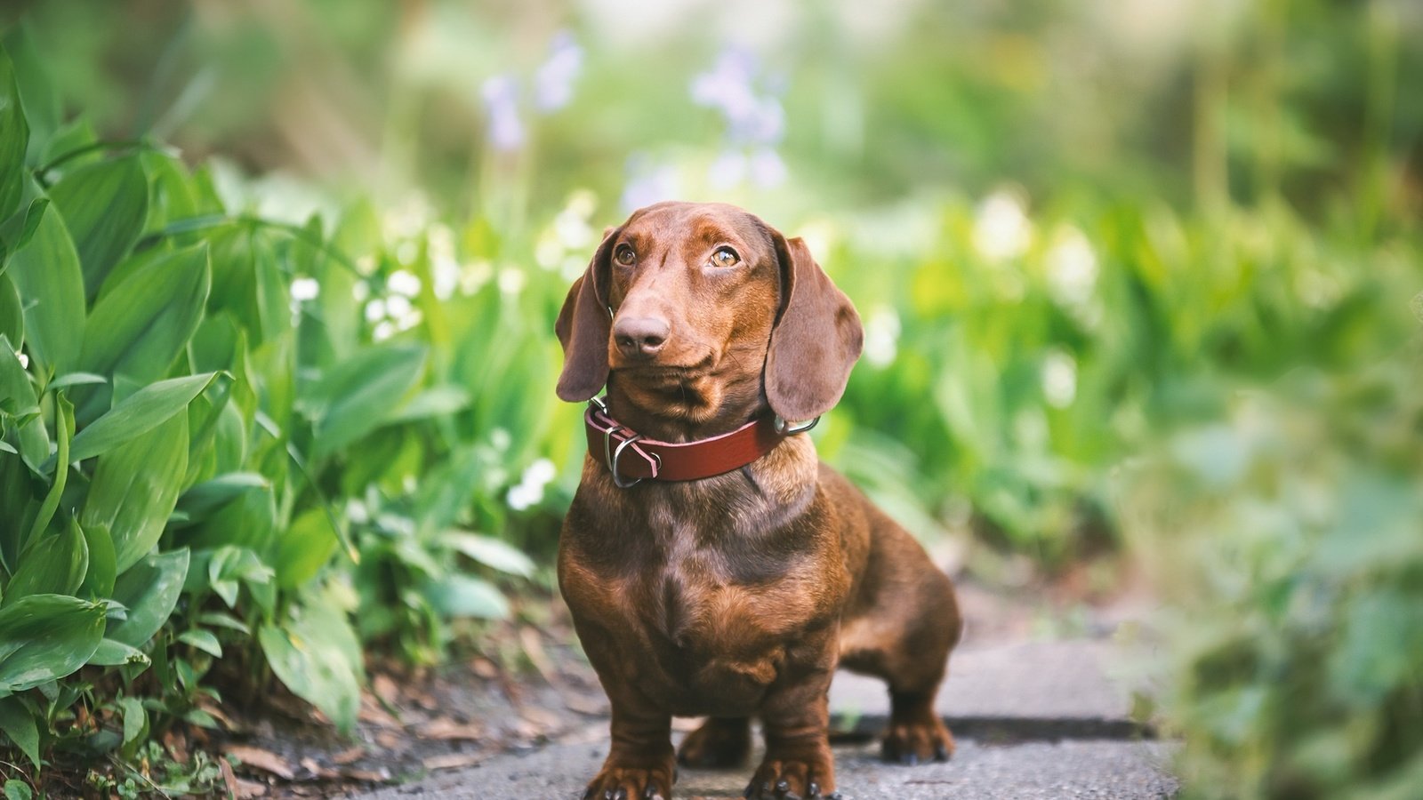 Обои зелень, взгляд, собака, друг, ошейник, такса, greens, look, dog, each, collar, dachshund разрешение 2048x1365 Загрузить