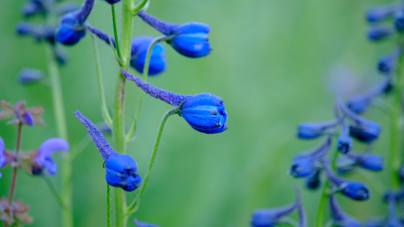 Обои цветы, синие, дельфиниум, jazzmatica, flowers, blue, delphinium разрешение 4896x2760 Загрузить