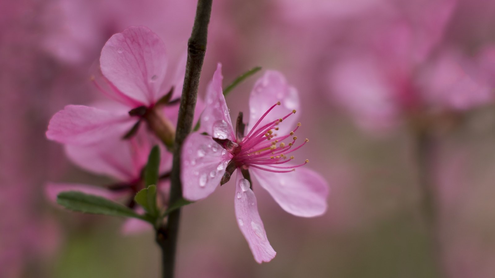 Обои цветы, ветка, природа, цветение, роса, капли, весна, flowers, branch, nature, flowering, rosa, drops, spring разрешение 2839x1920 Загрузить