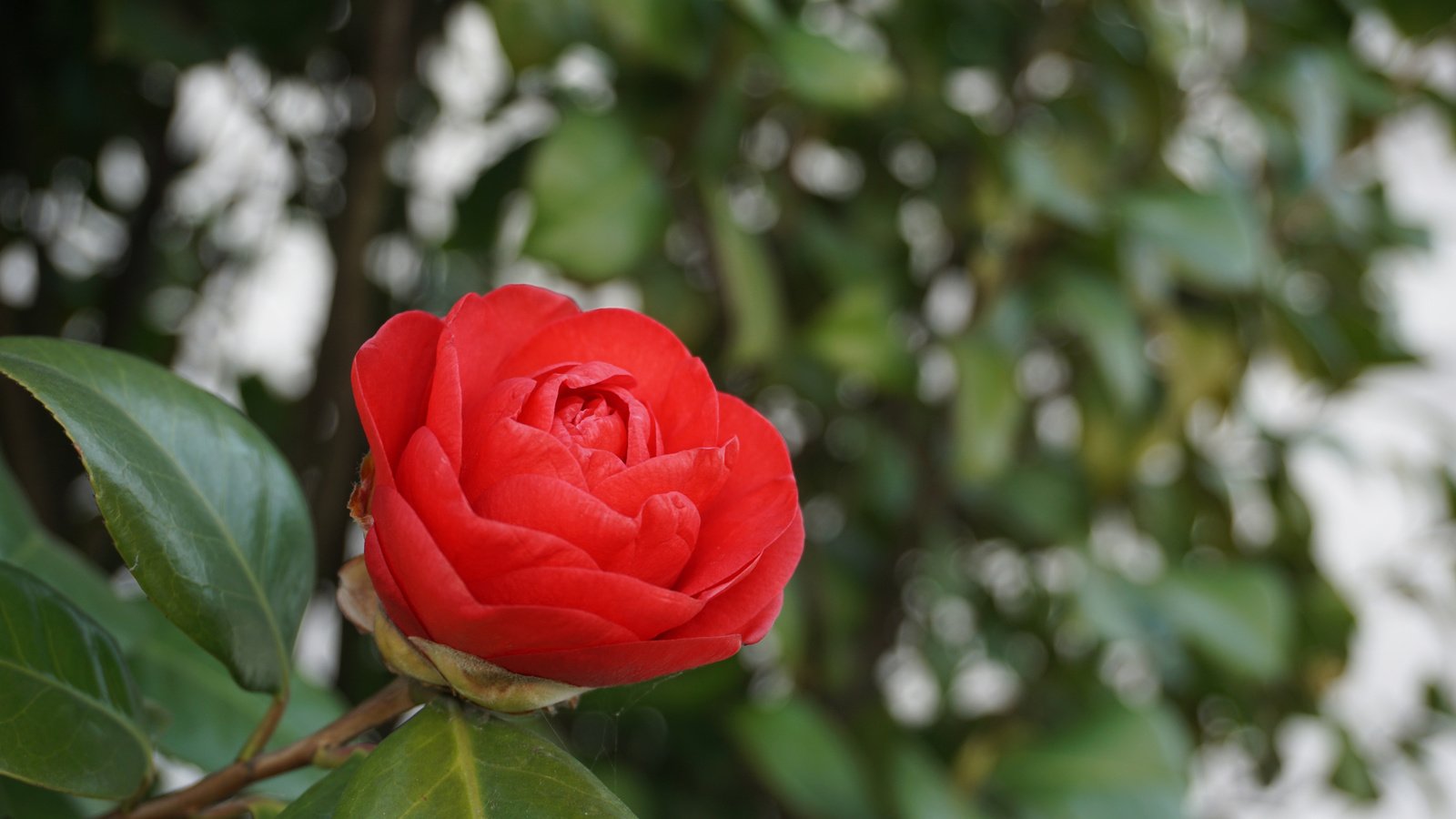 Обои природа, листья, фон, цветок, камелия, nature, leaves, background, flower, camellia разрешение 3840x2400 Загрузить