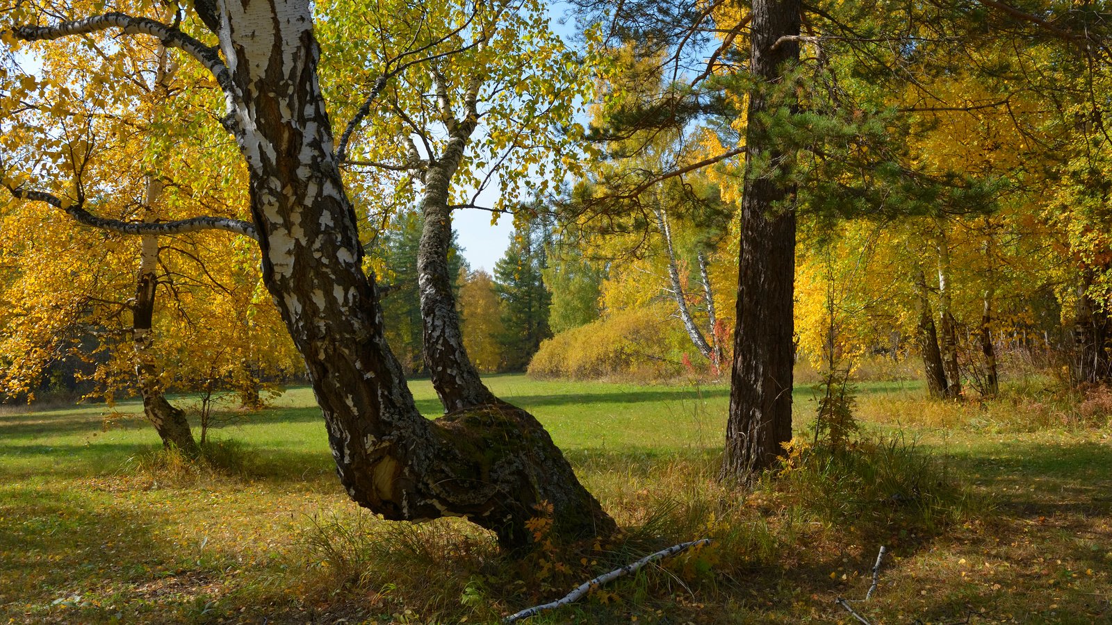 Обои деревья, природа, лес, осень, россия, урал, trees, nature, forest, autumn, russia, ural разрешение 3840x2400 Загрузить