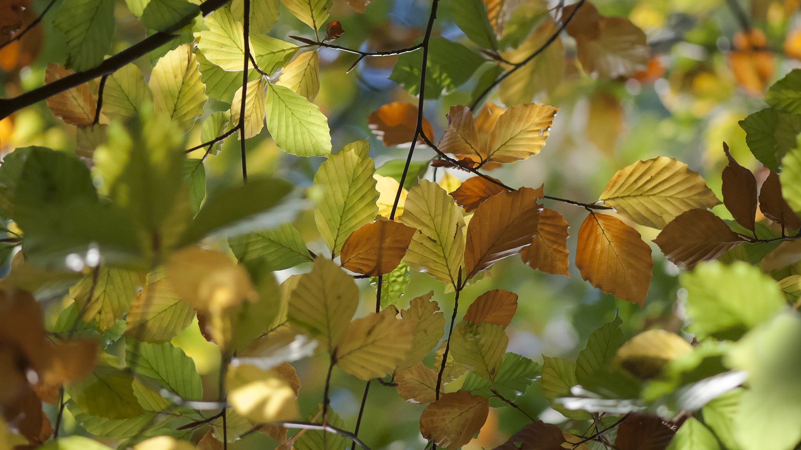 Обои природа, листья, макро, ветки, осень, вяз, nature, leaves, macro, branches, autumn, elm разрешение 1920x1200 Загрузить