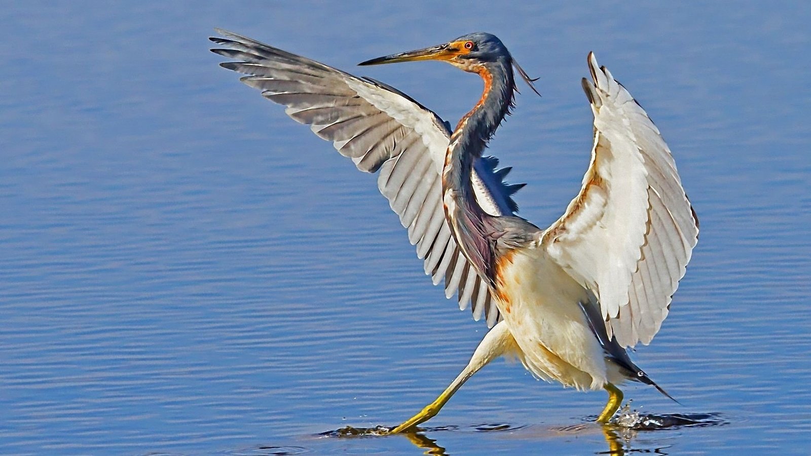 Обои вода, крылья, птица, клюв, цапля, water, wings, bird, beak, heron разрешение 1920x1080 Загрузить