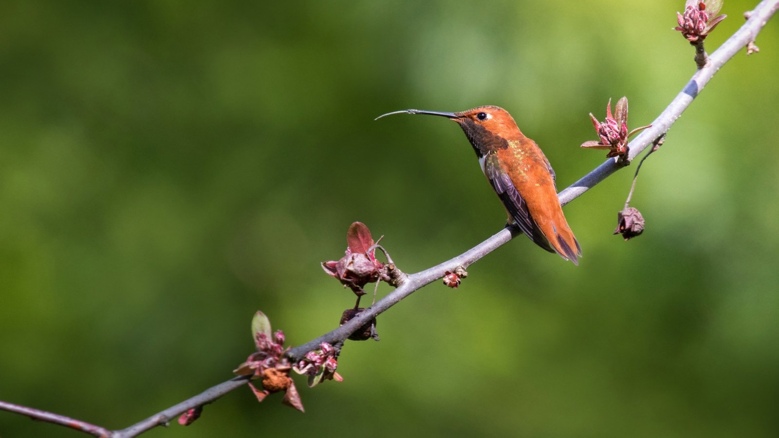 Обои ветка, природа, фон, птица, клюв, перья, колибри, branch, nature, background, bird, beak, feathers, hummingbird разрешение 3765x2510 Загрузить