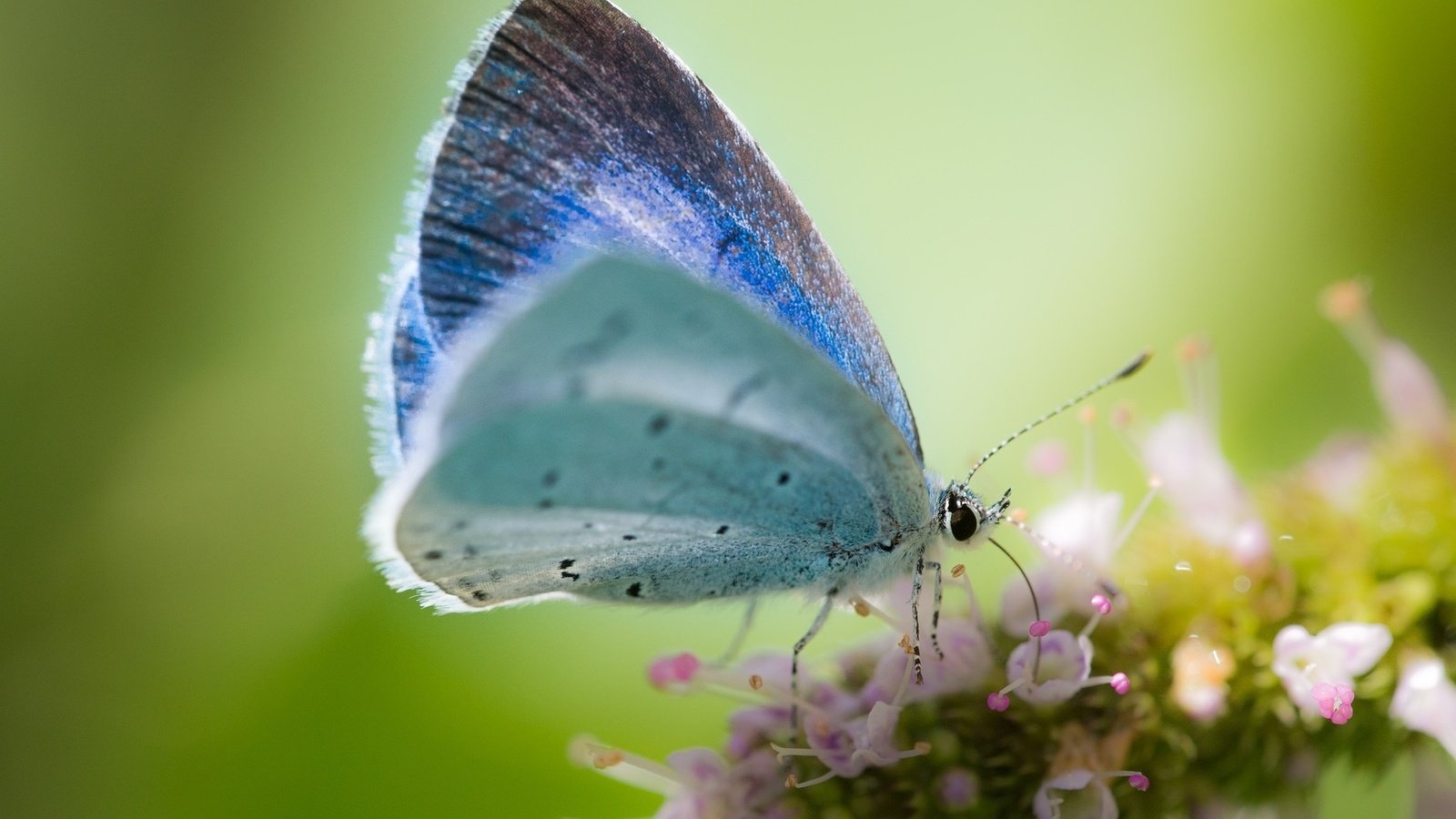 Обои макро, фон, цветок, бабочка, macro, background, flower, butterfly разрешение 1920x1200 Загрузить