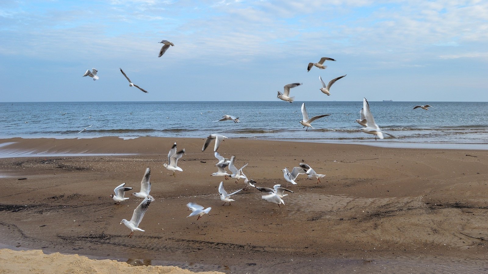 Обои море, полет, пляж, крылья, птицы, чайки, sea, flight, beach, wings, birds, seagulls разрешение 1920x1276 Загрузить