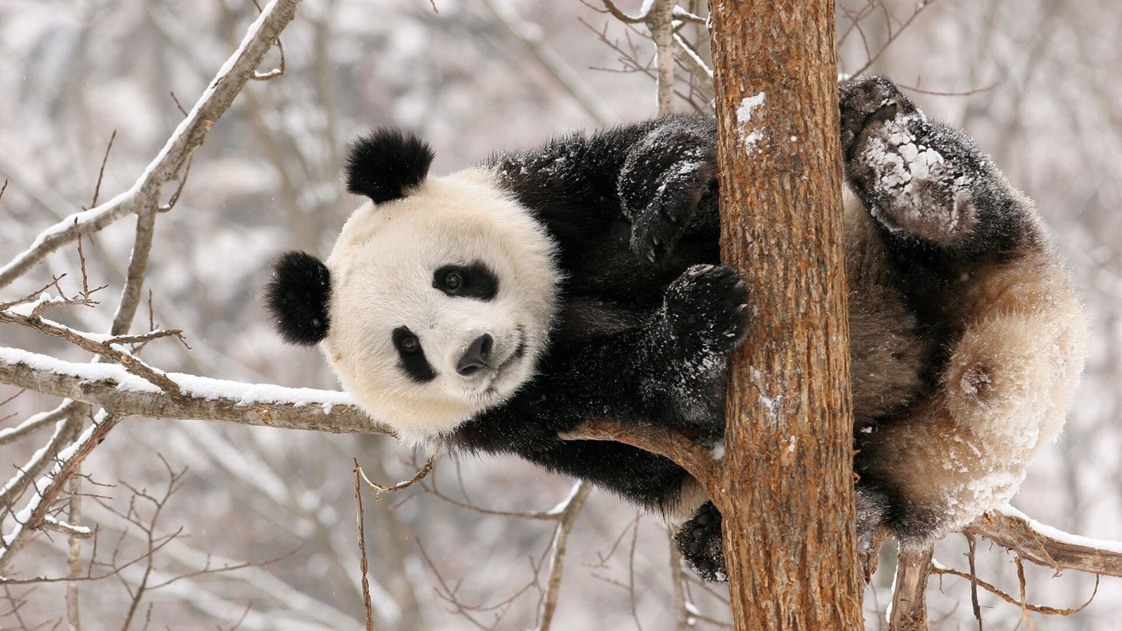 Обои снег, дерево, панда, животное, snow, tree, panda, animal разрешение 1920x1080 Загрузить