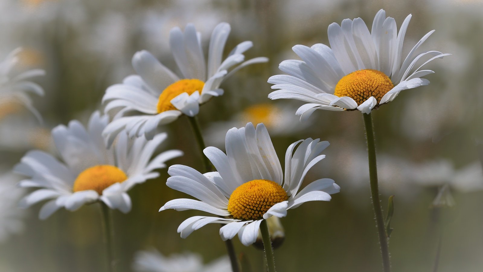 Обои цветы, природа, макро, лето, лепестки, ромашки, белые, стебли, flowers, nature, macro, summer, petals, chamomile, white, stems разрешение 5232x3558 Загрузить