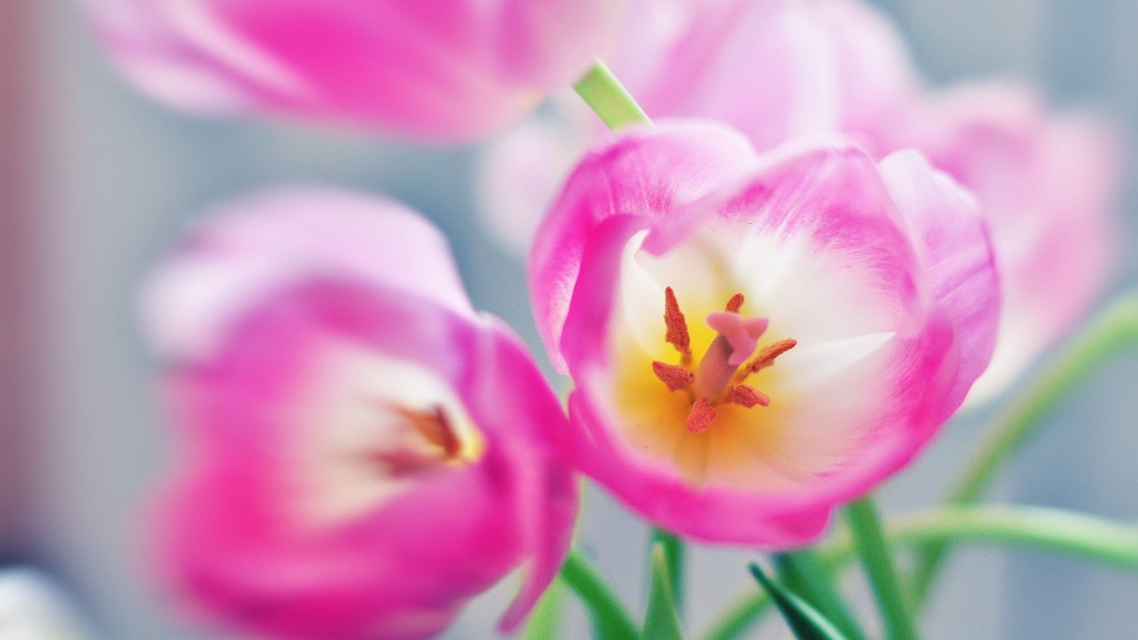 Обои цветы, тюльпаны, розовые, flowers, tulips, pink разрешение 2560x1600 Загрузить