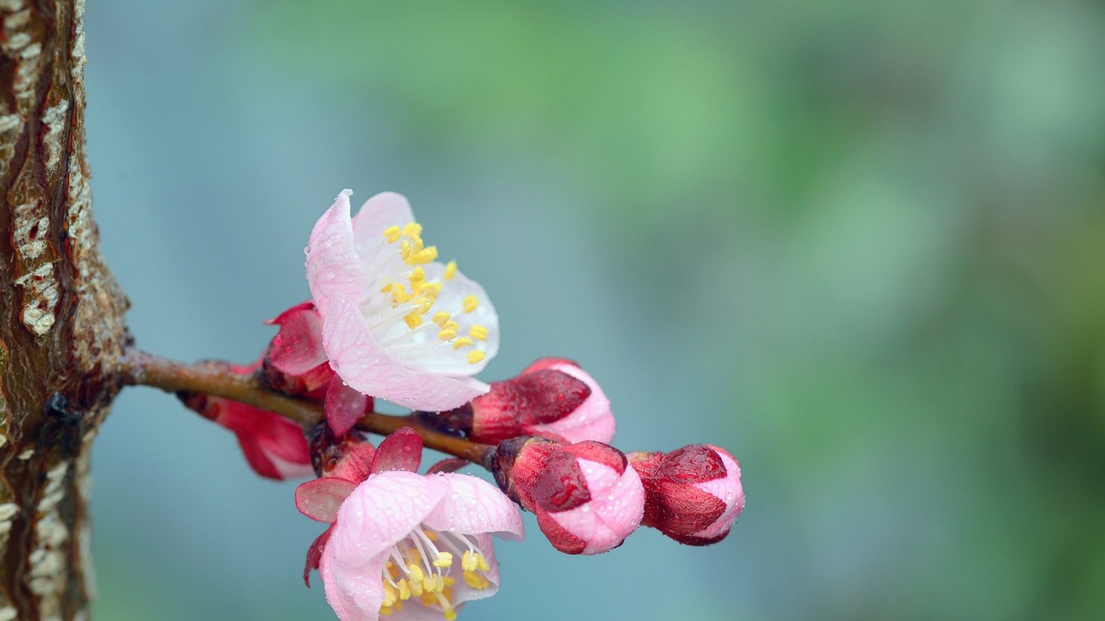 Обои цветы, цветение, бутоны, цветок, весна, ствол, flowers, flowering, buds, flower, spring, trunk разрешение 2048x1347 Загрузить