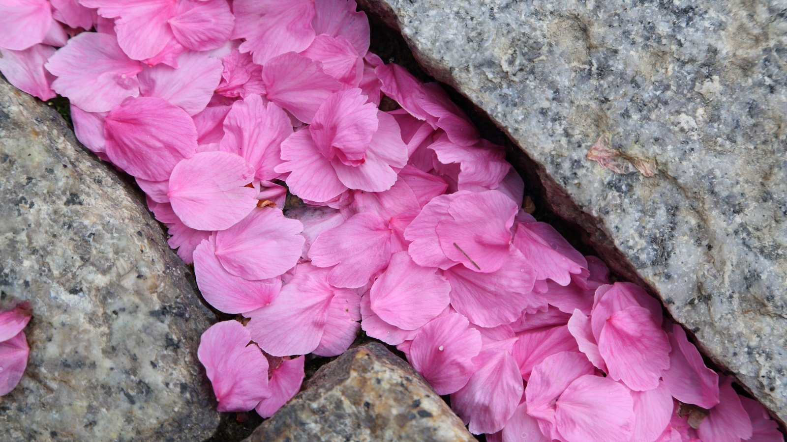 Обои камни, макро, лепестки, розовые, сакура, stones, macro, petals, pink, sakura разрешение 2880x1920 Загрузить