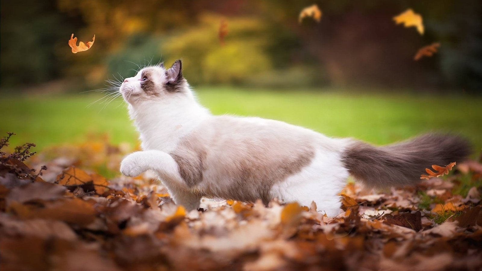 Обои листья, кот, кошка, осень, играет, листопад, рэгдолл, leaves, cat, autumn, plays, falling leaves, ragdoll разрешение 2048x1196 Загрузить