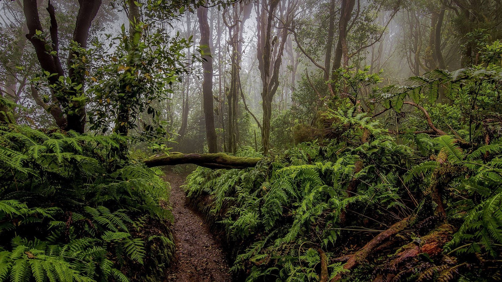 Обои деревья, лес, кусты, тропинка, папоротник, растительность, trees, forest, the bushes, path, fern, vegetation разрешение 2560x1695 Загрузить