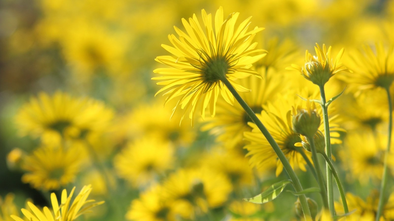 Обои цветы, лепестки, ромашки, стебли, желтые, flowers, petals, chamomile, stems, yellow разрешение 1920x1200 Загрузить