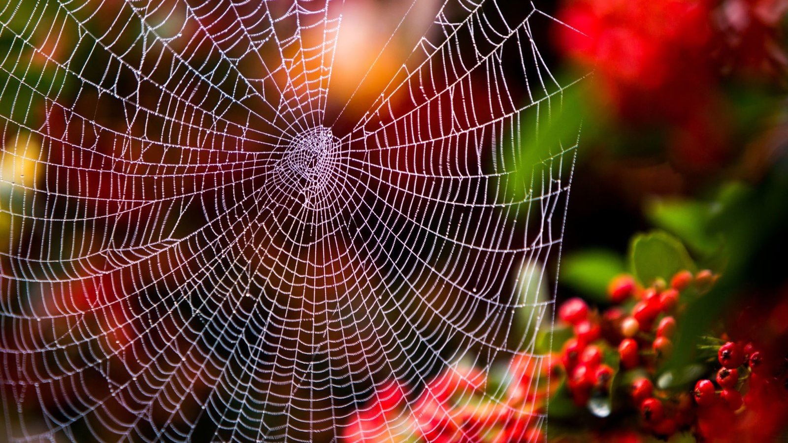 Обои природа, листья, макро, фон, ягоды, паутина, nature, leaves, macro, background, berries, web разрешение 1920x1200 Загрузить