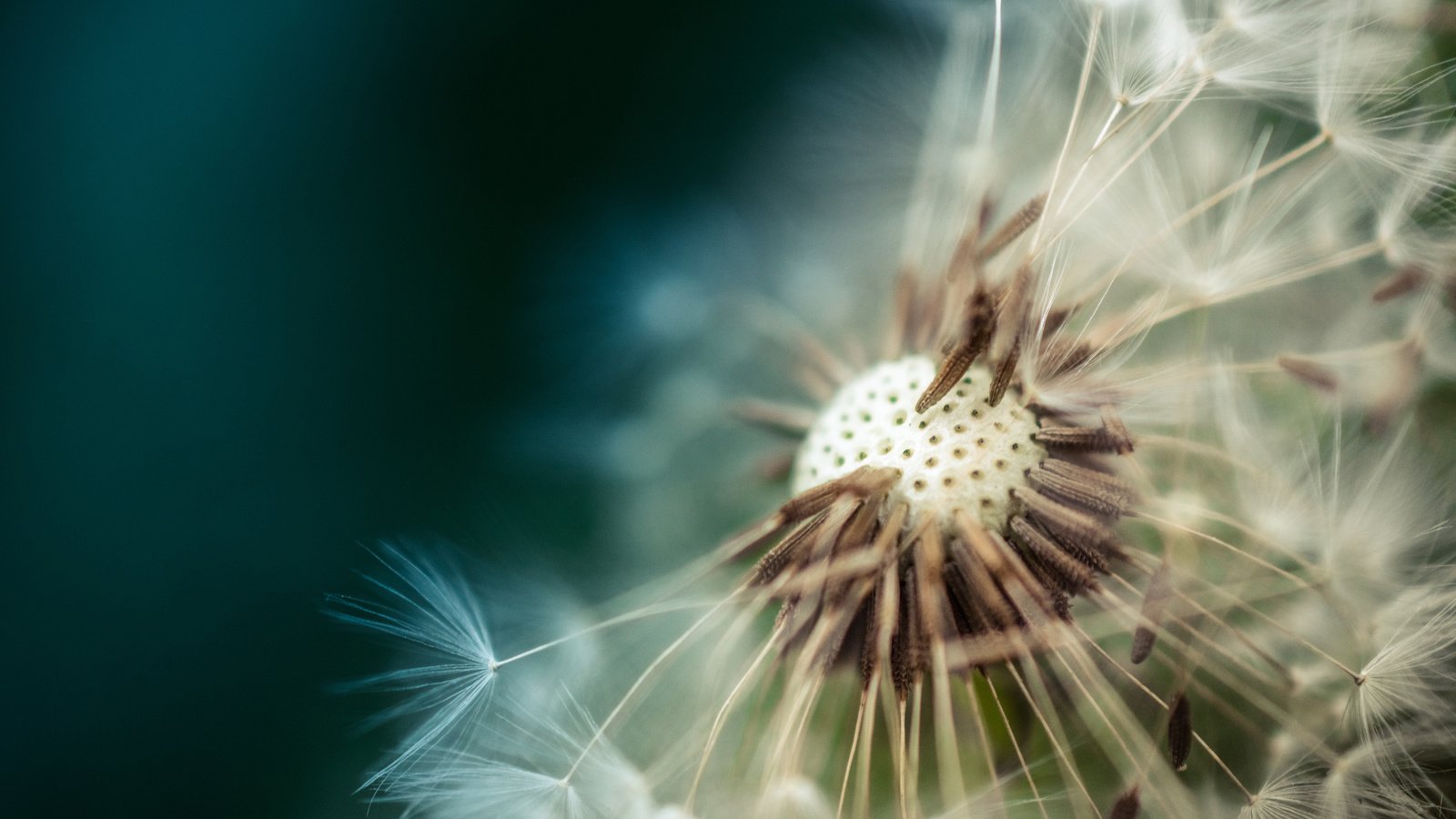 Обои макро, цветок, одуванчик, пушинки, macro, flower, dandelion, fuzzes разрешение 3840x2400 Загрузить