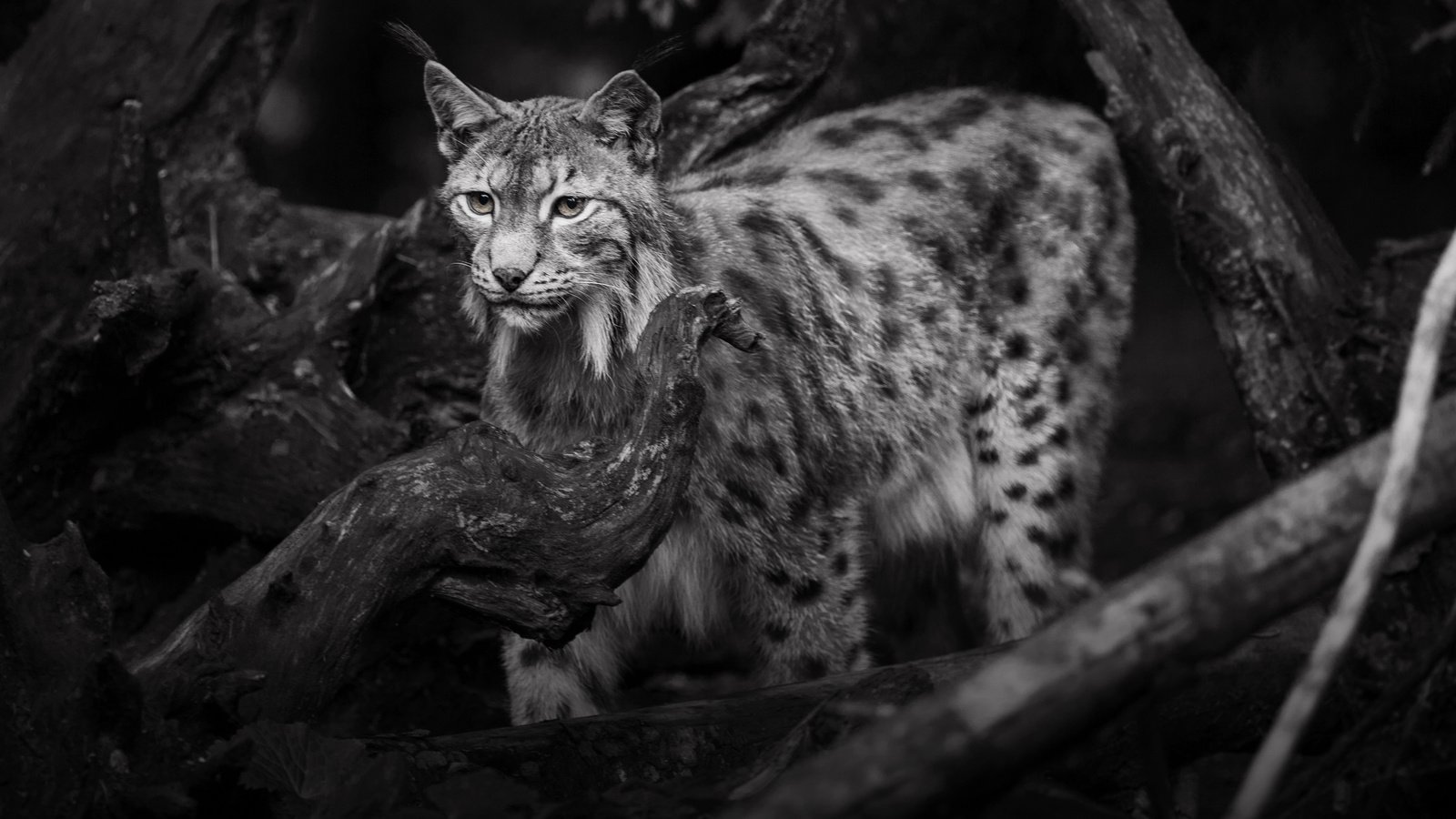 Обои рысь, чёрно-белое, дикая кошка, lena held, lynx, black and white, wild cat разрешение 3612x2502 Загрузить