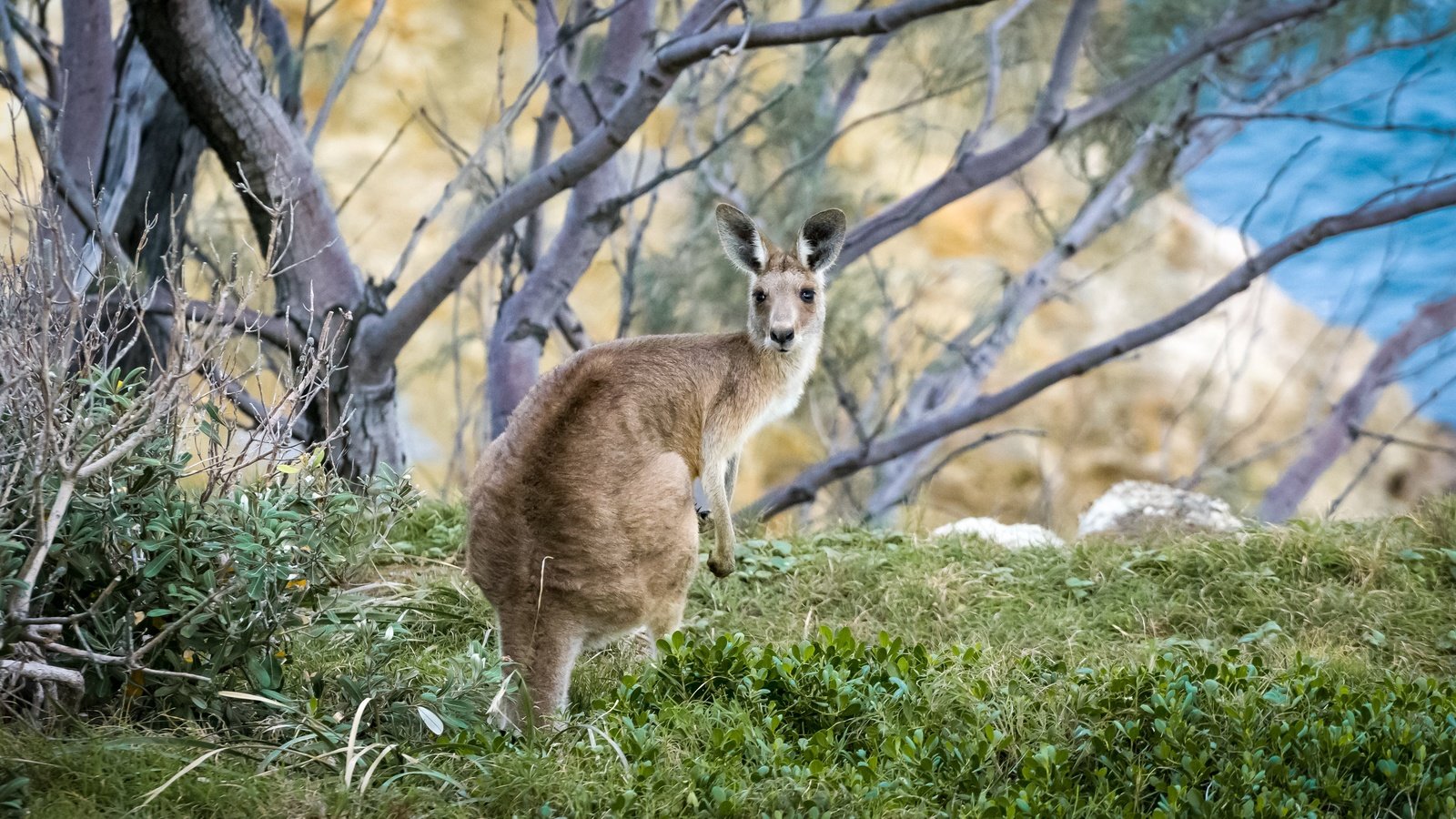 Обои трава, дерево, животное, австралия, кенгуру, grass, tree, animal, australia, kangaroo разрешение 3840x2400 Загрузить
