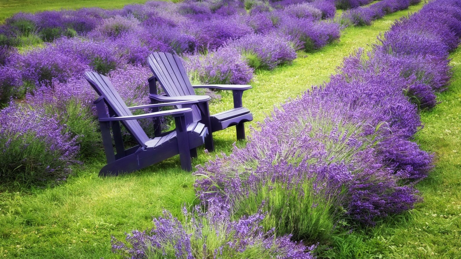 Обои цветы, трава, природа, пейзаж, поле, лаванда, стулья, flowers, grass, nature, landscape, field, lavender, chairs разрешение 1920x1080 Загрузить