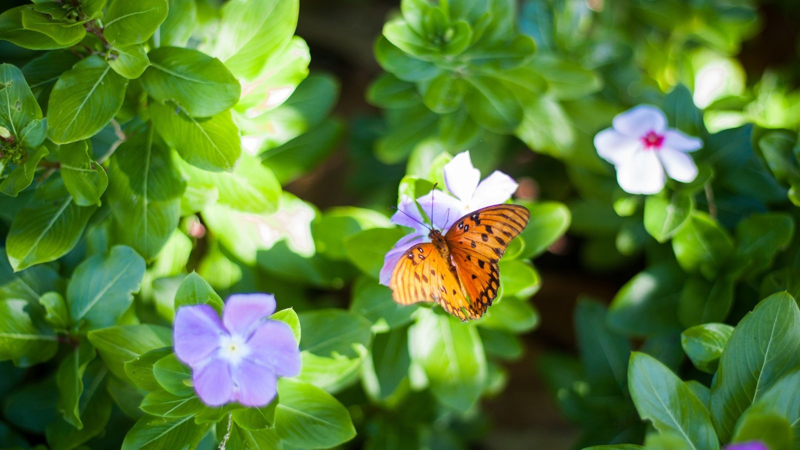 Обои цветы, листья, макро, насекомое, бабочка, крылья, flowers, leaves, macro, insect, butterfly, wings разрешение 3888x2592 Загрузить