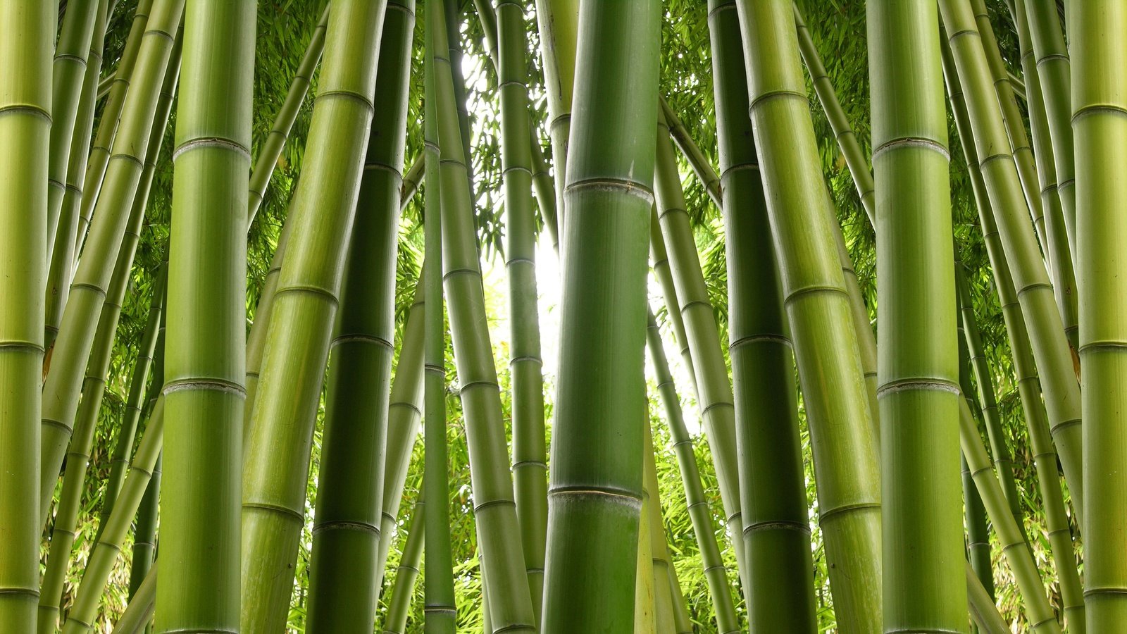 Обои природа, бамбук, заросли, nature, bamboo, thickets разрешение 6275x2824 Загрузить