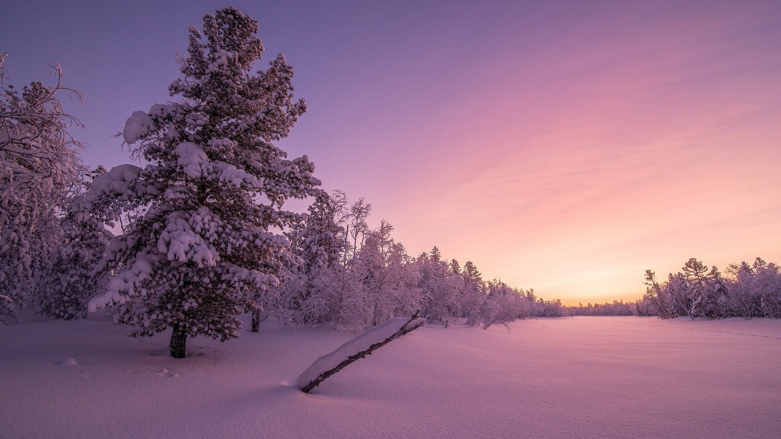 Обои деревья, снег, закат, зима, trees, snow, sunset, winter разрешение 2560x1600 Загрузить