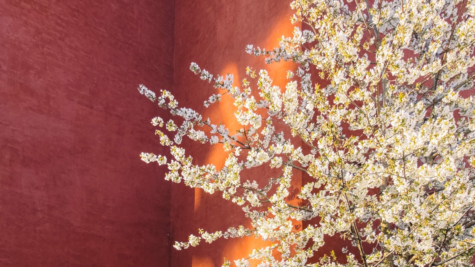 Обои дерево, цветение, стена, весна, tree, flowering, wall, spring разрешение 3436x2291 Загрузить