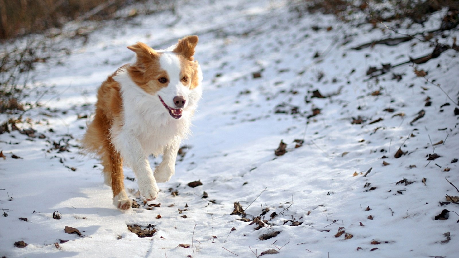 Обои снег, природа, зима, собака, бордер-колли, snow, nature, winter, dog, the border collie разрешение 1920x1200 Загрузить