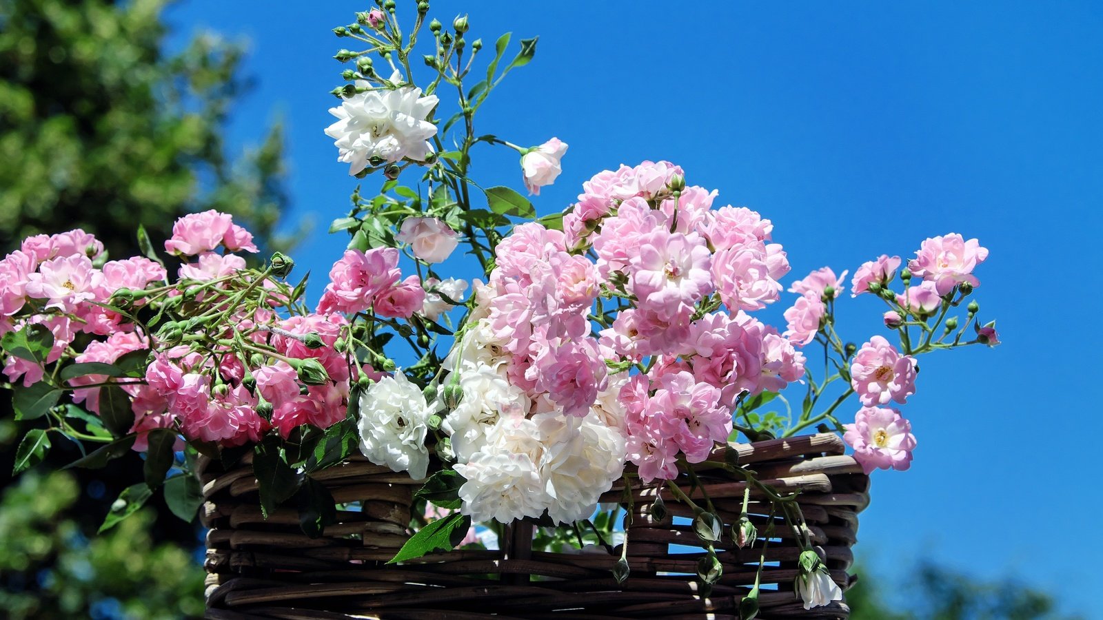 Обои небо, цветы, розы, лепестки, корзина, the sky, flowers, roses, petals, basket разрешение 4880x3218 Загрузить