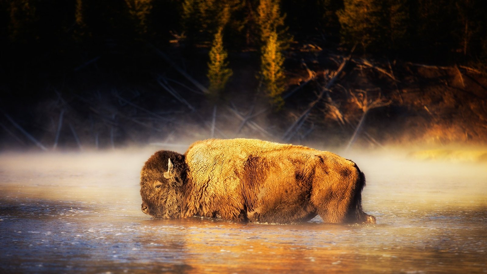 Обои вода, природа, бизон, американский бизон, water, nature, buffalo, american bison разрешение 2000x1334 Загрузить