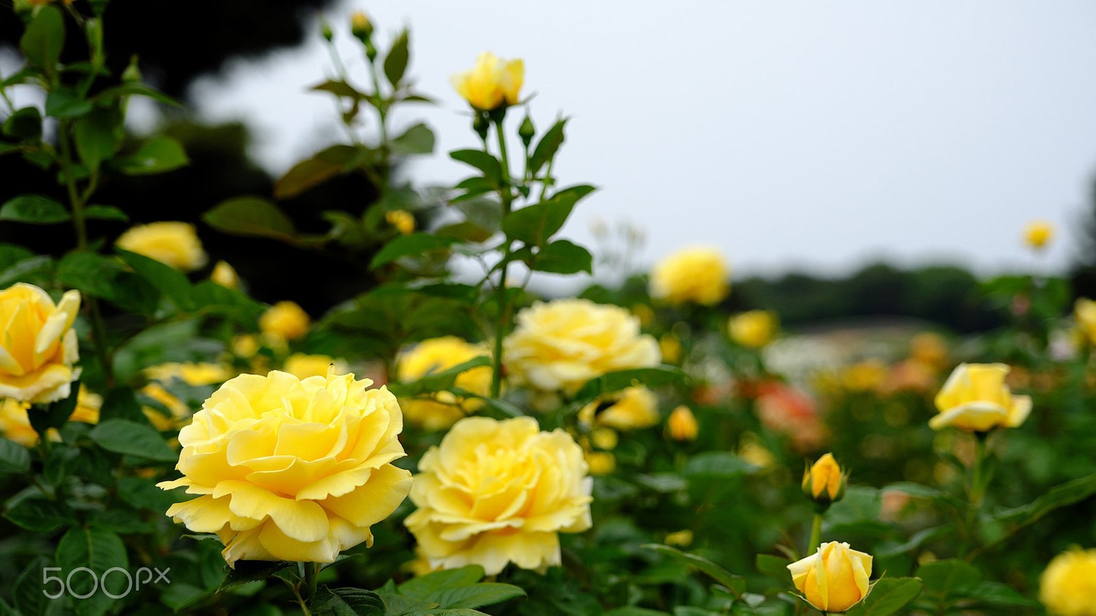 Обои цветы, бутоны, листья, розы, лепестки, желтые, flowers, buds, leaves, roses, petals, yellow разрешение 1920x1200 Загрузить
