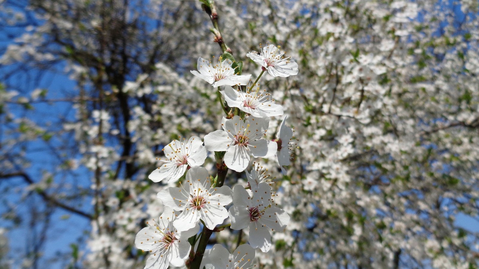 Обои цветы, цветение, ветки, лепестки, весна, яблоня, flowers, flowering, branches, petals, spring, apple разрешение 3450x2587 Загрузить