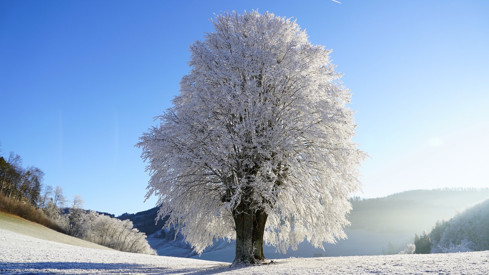 Обои небо, снег, природа, дерево, зима, пейзаж, иней, the sky, snow, nature, tree, winter, landscape, frost разрешение 3840x2400 Загрузить