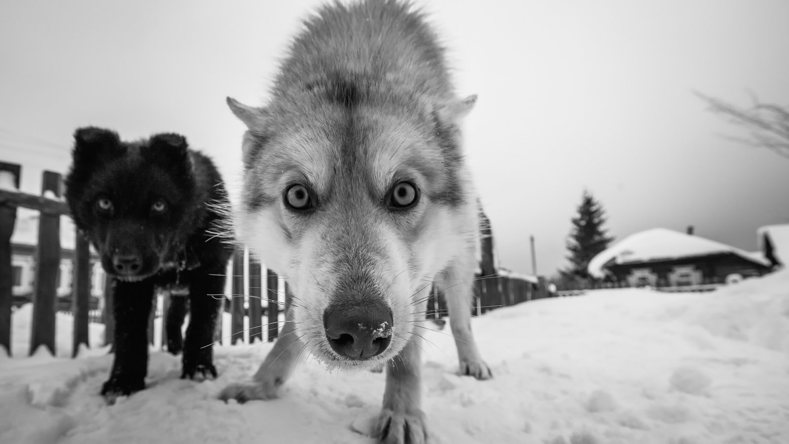 Обои снег, зима, мордочка, взгляд, чёрно-белое, собаки, snow, winter, muzzle, look, black and white, dogs разрешение 1920x1280 Загрузить