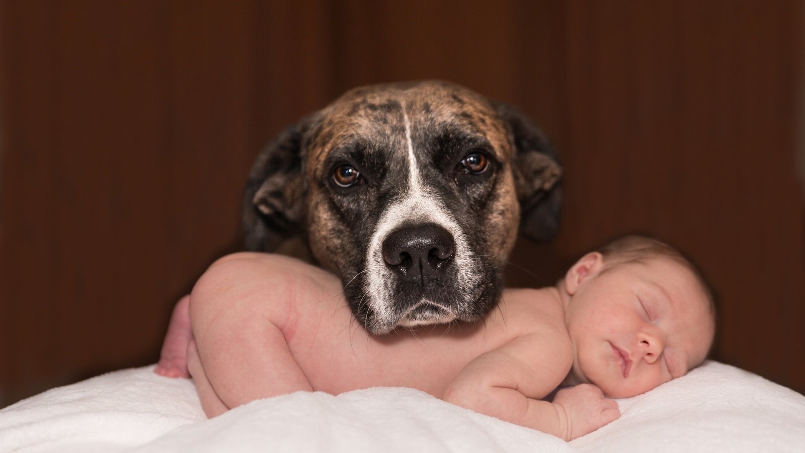 Обои собака, любовь, ребенок, младенец, домашнее животное, dog, love, child, baby, pet разрешение 5760x3840 Загрузить