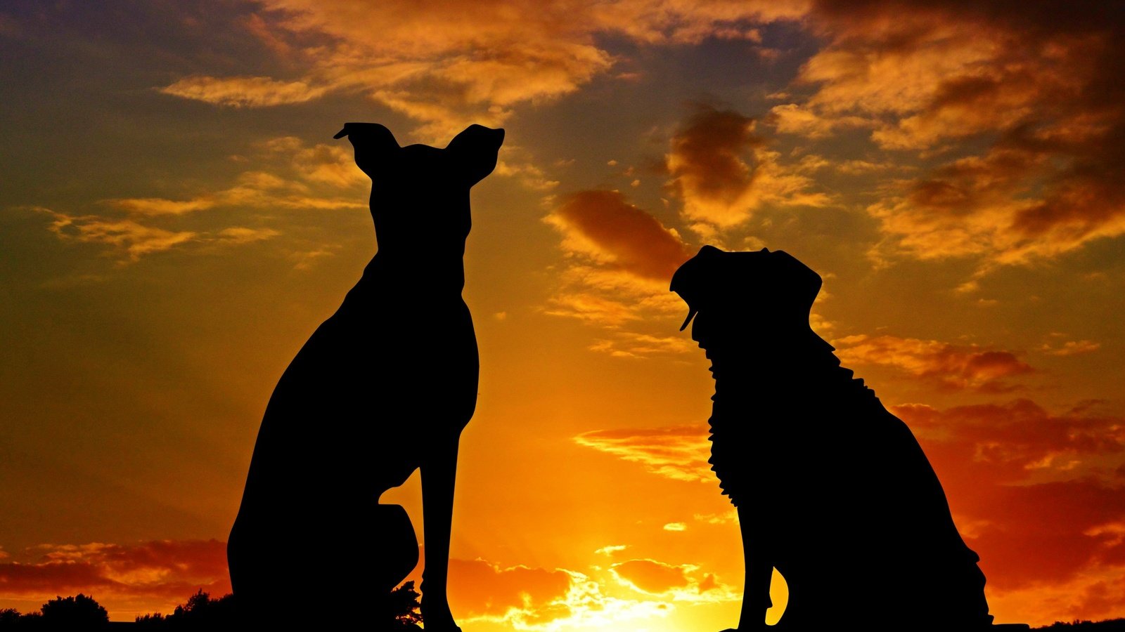 Обои закат, животные, силуэты, дружба, друзья, собаки, sunset, animals, silhouettes, friendship, friends, dogs разрешение 3318x2212 Загрузить