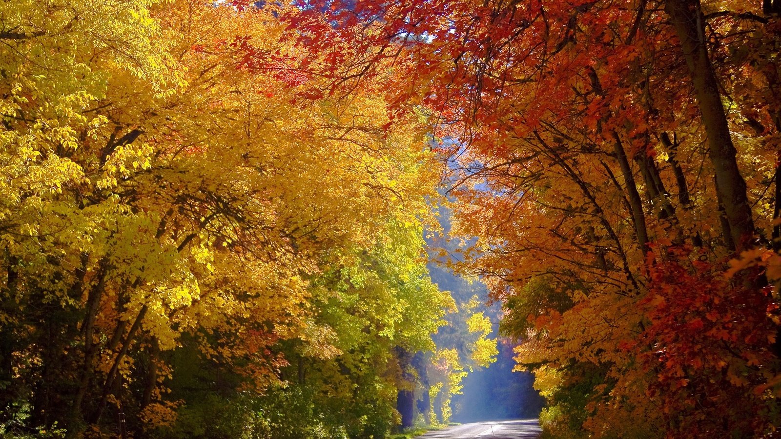 Обои дорога, деревья, лес, осень, солнечный свет, road, trees, forest, autumn, sunlight разрешение 2560x1707 Загрузить