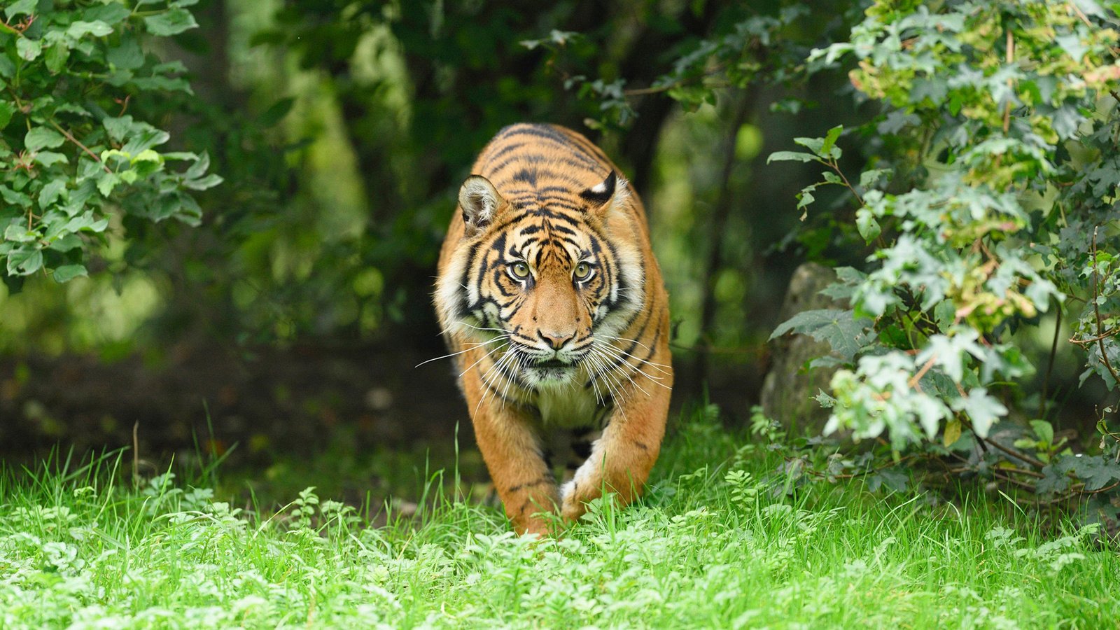 Обои тигр, морда, трава, взгляд, хищник, большая кошка, tiger, face, grass, look, predator, big cat разрешение 1920x1200 Загрузить