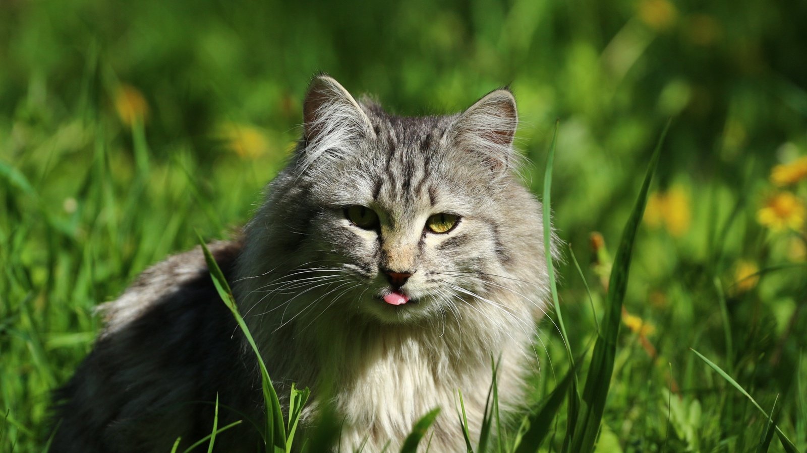 Обои глаза, трава, кот, кошка, взгляд, язык, eyes, grass, cat, look, language разрешение 1920x1280 Загрузить