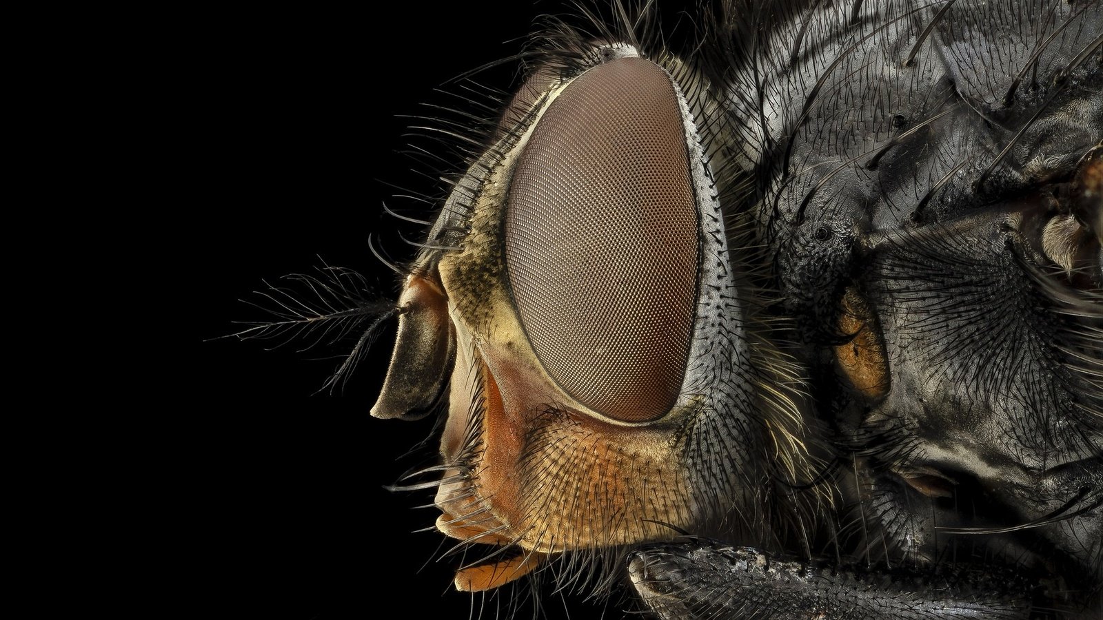 Обои глаза, макро, насекомое, черный фон, муха, крупным планом, eyes, macro, insect, black background, fly, closeup разрешение 1920x1280 Загрузить