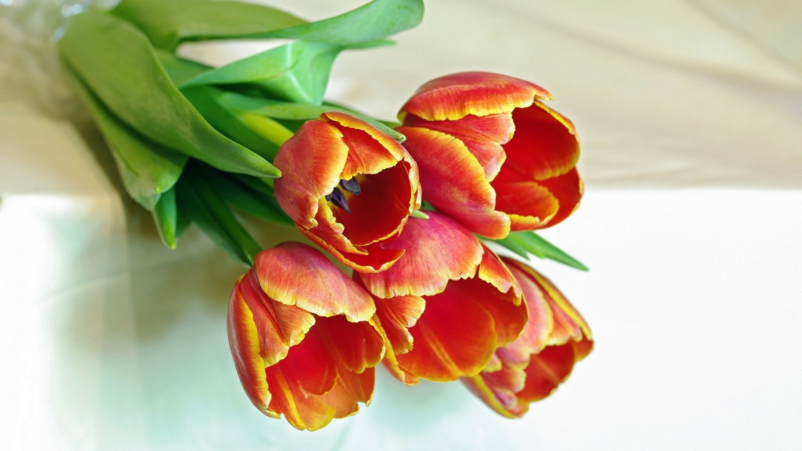 Обои цветы, красные, весна, букет, тюльпаны, flowers, red, spring, bouquet, tulips разрешение 1920x1200 Загрузить